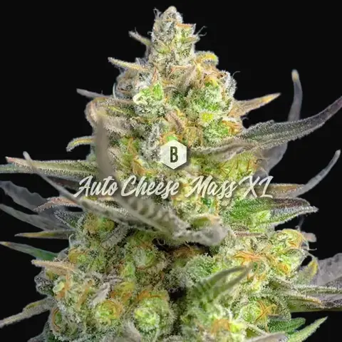 Auto Cheese Mass XL