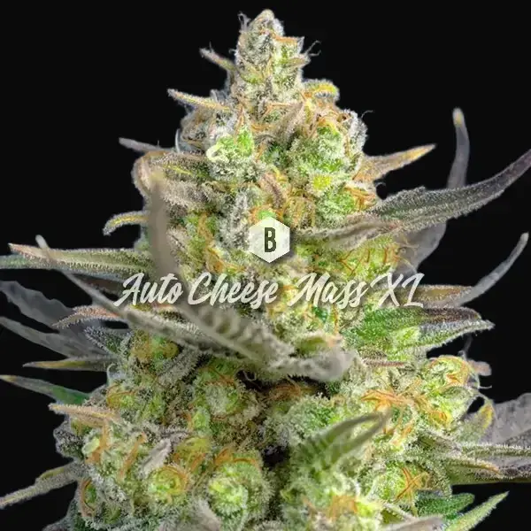 Auto Cheese Mass XL