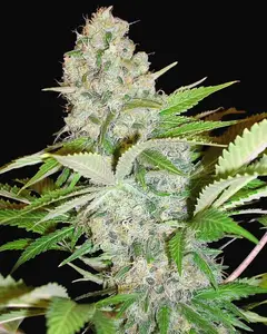 Auto Cheese NL