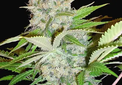 Auto Cheese NL