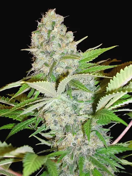 Auto Cheese NL