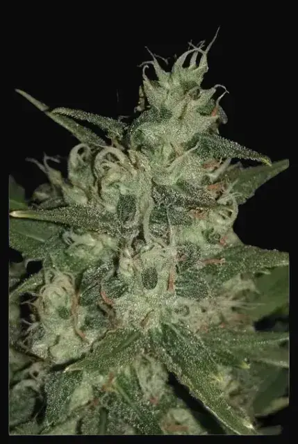 Auto Chemdog