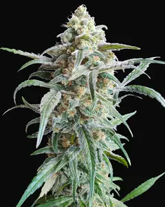 Auto Cherry Pie