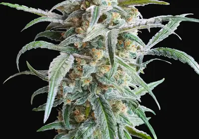 Auto Cherry Pie