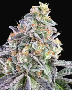 Cherry Pie Auto