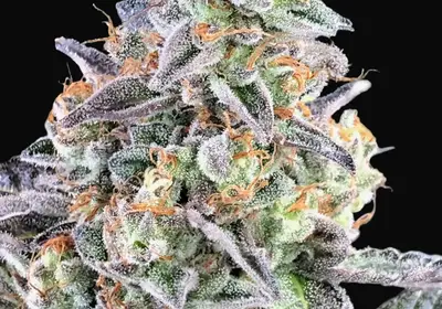 Cherry Pie Auto