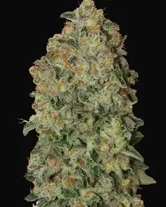Auto Chocolate Skunk