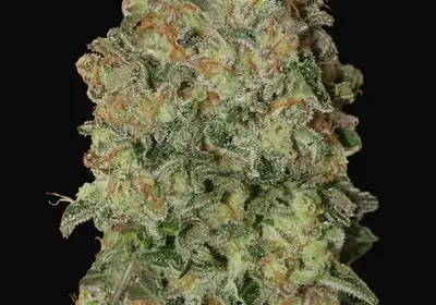 Auto Chocolate Skunk