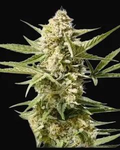 Auto Cinderella Jack