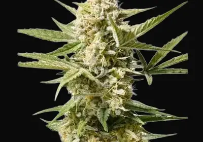 Auto Cinderella Jack