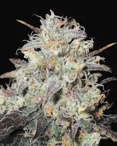 Auto Cocopopo