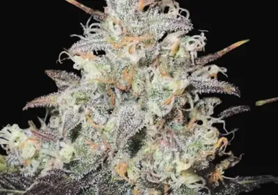 Auto Cocopopo