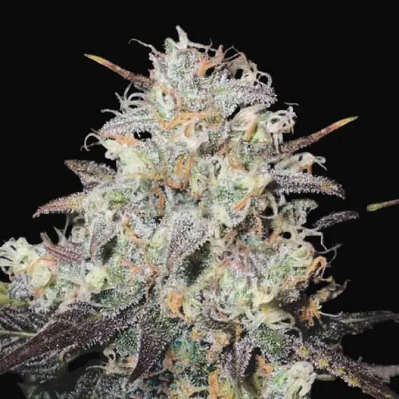 Auto Cocopopo