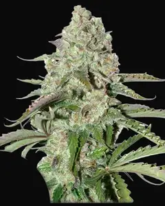 Auto Colorado Cookies