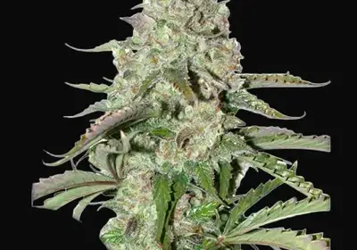 Auto Colorado Cookies
