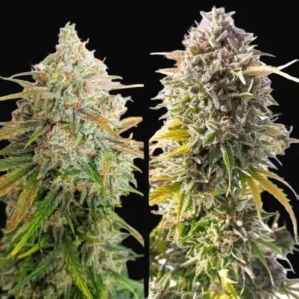 Auto Colorado Cookies — zdjęcie 3