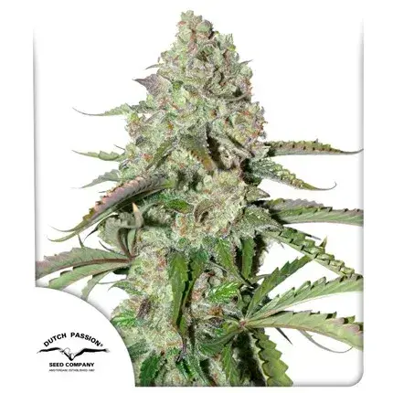 Auto Colorado Cookies