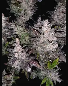 Auto Cream Kush