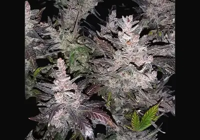 Auto Cream Kush