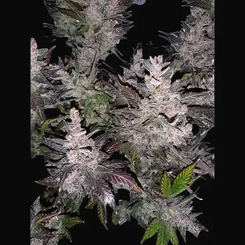Auto Cream Kush