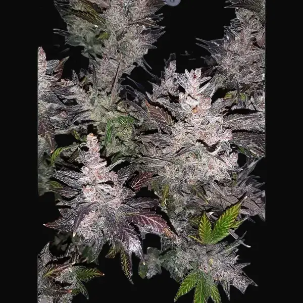 Auto Cream Kush