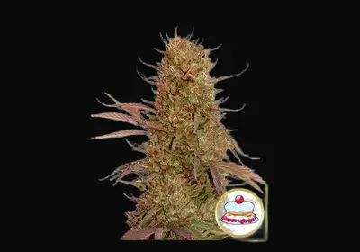 Auto Cream Mass