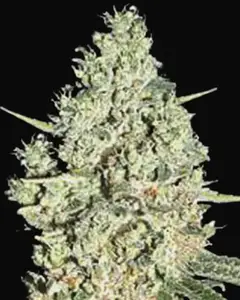 Auto Critical