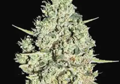 Auto Critical