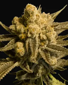 Critical Glue #4 Auto