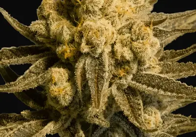Critical Glue #4 Auto