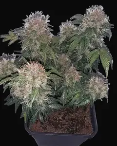 Auto Critical Haze
