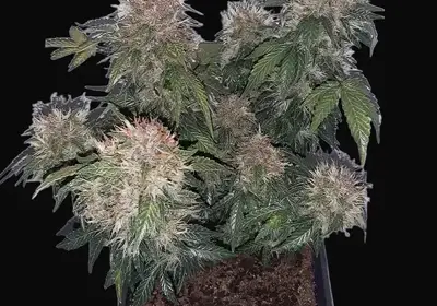 Auto Critical Haze