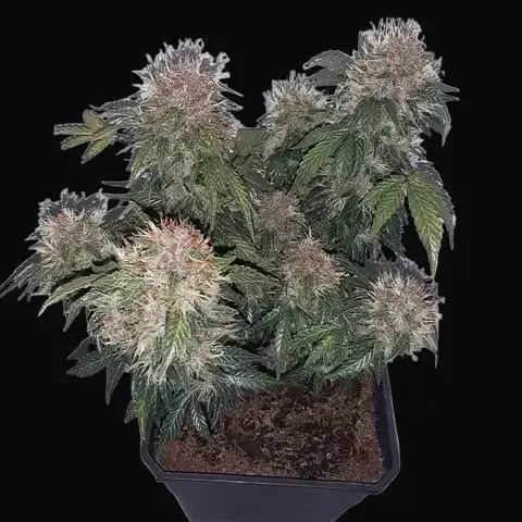 Auto Critical Haze