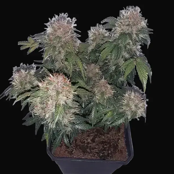 Auto Critical Haze