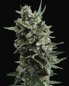 Auto Critical HOG