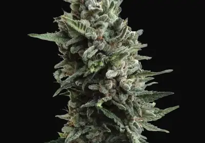 Auto Critical HOG