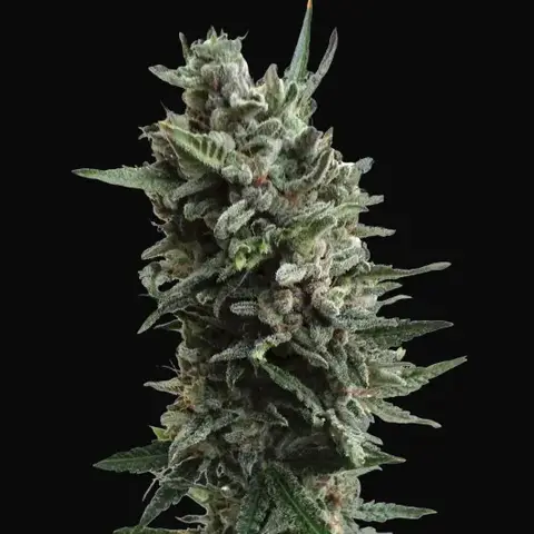 Auto Critical HOG