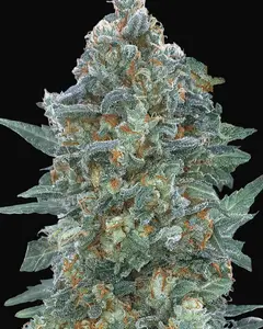 Auto Critical Lemon CBD