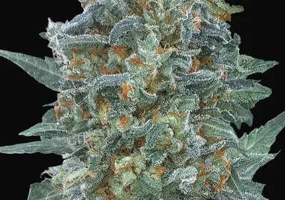 Auto Critical Lemon CBD