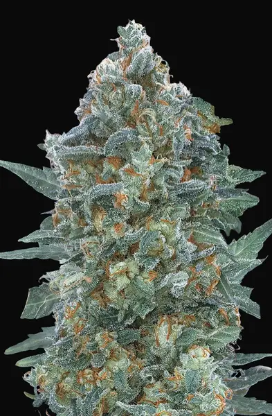 Auto Critical Lemon CBD