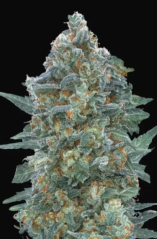 Auto Critical Lemon CBD