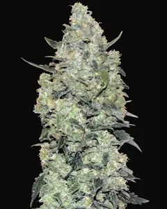 Auto Critical Mass