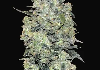 Auto Critical Mass