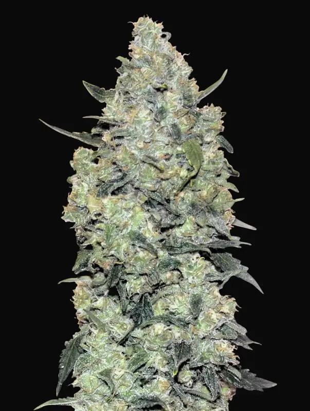 Auto Critical Mass