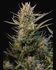 Auto Critical NL