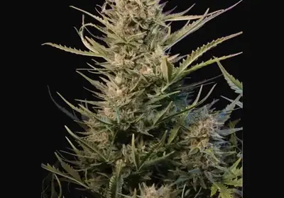 Auto Critical NL