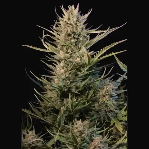 Auto Critical NL