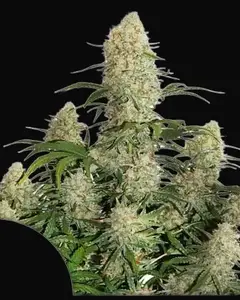 Auto Critical Orange Punch