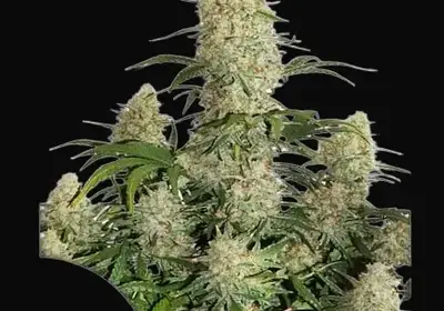 Auto Critical Orange Punch