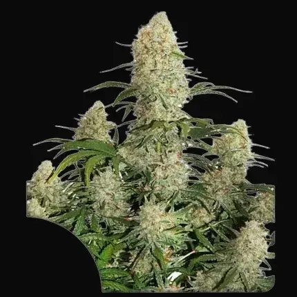 Auto Critical Orange Punch